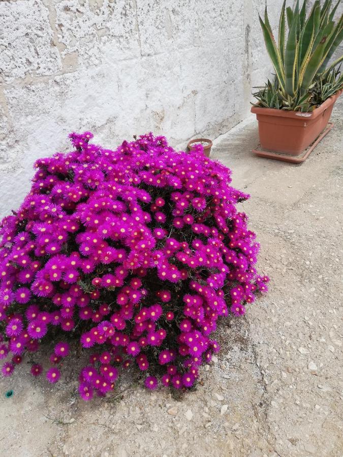 Masseria Ricci 파사노 외부 사진