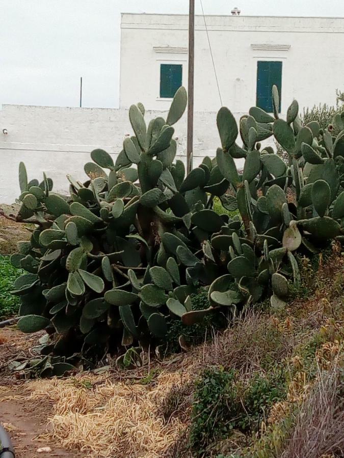 Masseria Ricci 파사노 외부 사진